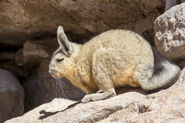 Mountain viscacha ,Southern Viscacha (Lagidium viscacia) in the rocks, Eduardo Avaroa Andean Fauna National Reserve, Bolivia, South America
