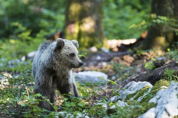 Obraz premium European Brown bear (Ursus arctos), young animal in the forest, Notranjska Region, Slovenia, Europe