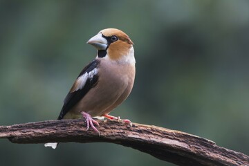 Hawfinch (Coccothraustes coccothraustes) sits on branch, Emsland, Lower Saxony, Germany, Europe