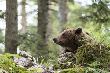 Obraz premium European Brown bear (Ursus arctos), in the forest, Notranjska region, Slovenia, Europe