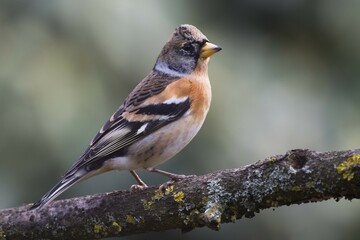 Brambling (Fringilla montifringilla), male sits on deadwood, Emsland, Lower Saxony, Germany, Europe