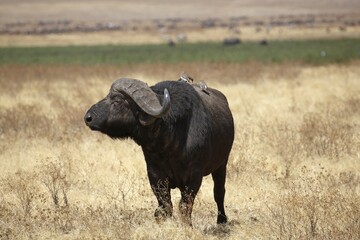 Cape buffalo, African Buffalo (Syncerus caffer) bull in dry grass, Ngorongoro, Serengeti National Park, Tanzania, Africa