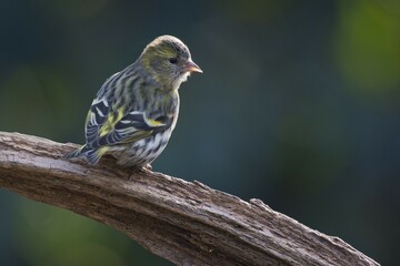 Eurasian siskin (Carduelis spinus), female, sitting on deadwood, Emsland, Lower Saxony, Germany, Europe