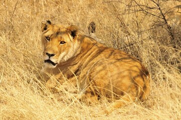 Lioness (Panthera leo) in the high grass of the Etosha National Park, Namibia, Africa