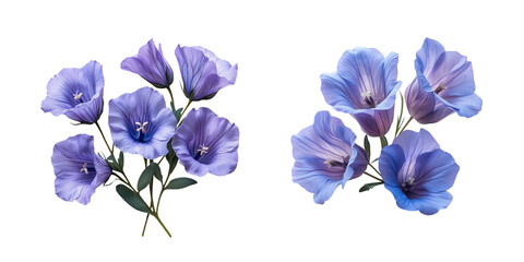 iris flowers isolated on white