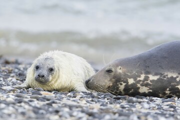 Grey seal, also Atlantic or horsehead seal (Halichoerus grypus) with pup, Heligoland, Schleswig-Holstein, Germany, Europe