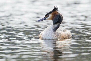 Great crested grebe (podiceps cristatus) in water, Emsland, Lower Saxony, Germany, Europe