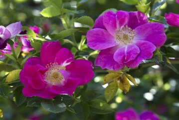 Flowering wild rose (Rosa), Bavaria, Germany, Europe