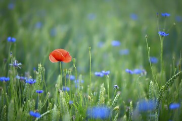 Corn poppy (Papaver rhoeas) and Cornflowers (Centaurea cyanus) in cornfield, Germany, Europe