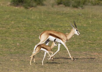 Springboks (Antidorcas marsupialis), ewe with newborn lamb, during the rainy season in green surroundings, Kalahari Desert, Kgalagadi Transfrontier Park, South Africa, Africa