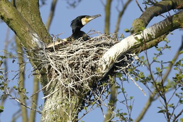 Great cormorant (Phalacrocorax carbo), adult animal in the nest on a tree, breeding season, Nature Park Peenetal, Mecklenburg-Western Pomerania, Germany, Europe