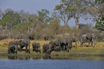 Fototapeta premium Elephant (Loxodonta africana) herd on the Cuando River, Bwabwata National Park, Zambezi Region, Caprivi Strip, Namibia, Africa