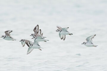 Kentish plover (Charadrius alexandrinus), flock of birds flying over water, Cayo Santa Maria, Cuba,...