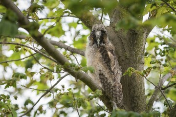 Young long-eared owl (Asio otus) sitting on branch, young animal, Lake Neusiedl, Burgenland,...