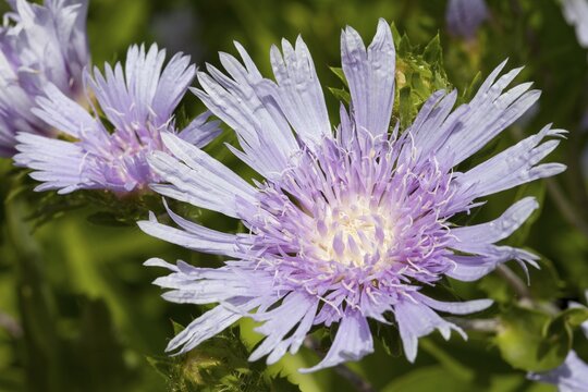 Stokes' Aster (Stokesia laevis)