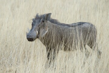 Warthog (Phacochoerus africanus), in the tall dry grass, Okapuka Ranch, Windhoek district, Namibia, Africa