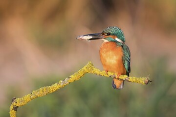 Male Kingfisher (Alcedo atthis) with captured fish sitting on tree branch in morning light, Hesse, Germany, Europe