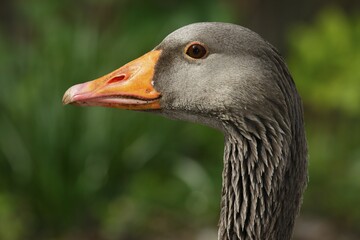 Greylag Goose (Anser anser) portrait, Schleswig-Holstein, Germany, Europe
