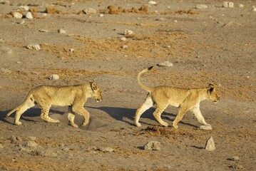 Lions (Panthera leo), two cubs on way to waterhole, Etosha National Park, Namibia, Africa