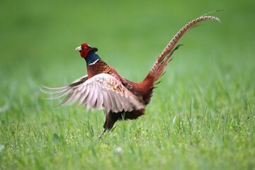 Pheasant (Phasianus colchicus), cock displaying, Lower Austria, Austria, Europe