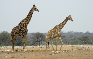Giraffes (Giraffa camelopardalis), Etosha National Park, Namibia, Africa
