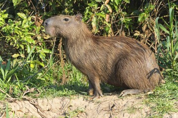 Capybara (Hydrochoerus hydrochaeris) on a river bank, Cuiaba River, Pantanal, Mato Grosso, Brazil, South America