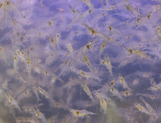 A blurry image of many small creatures swimming in the water