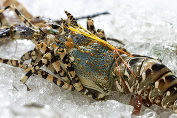 fresh lobster in ice for eating.