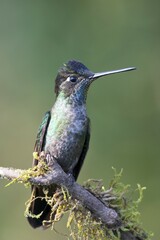 Magnificent Hummingbird (Eugene fulgens) perched on a tree branch, male, Los Quetzales National Park, Costa Rica, Central America