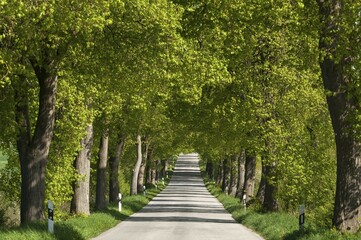 Largeleaf linden (Tilia platyphyllos) avenue, country road, Mecklenburg-Western Pomerania, Germany, Europe