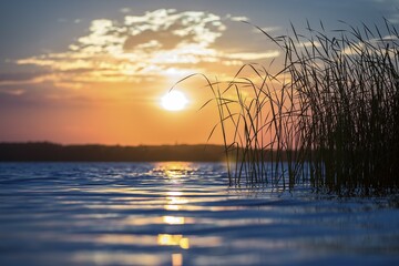 Lake with reeds, at sunset, river landscape, Middle Elbe, Saxony-Anhalt, Germany, Europe