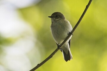 European Pied Flycatcher (Ficedula hypoleuca) sits on branch, Emsland, Lower Saxony, Germany, Europe