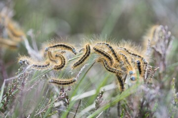 Caterpillars from Lackey moth (Malacosoma neustria) on plant, Emsland, Lower Saxony, Germany, Europe
