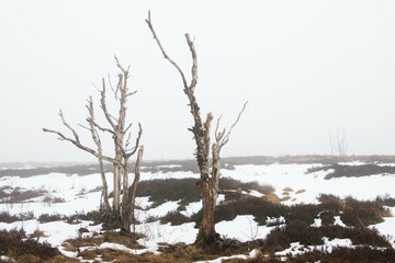 Dead birch (Betula pubescens) in the winter moor, High Fens, Belgium, Europe