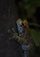 Mission golden-eyed tree frog (Phrynohyas resinifictrix) captive