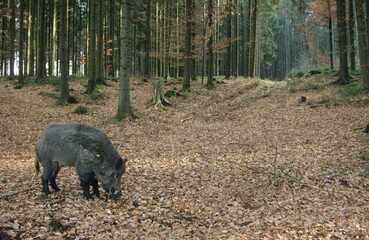 Wild boar (Sus scrofa), tusker in winter coat, foraging in the mixed forest, Baden-Wuerttemberg, Germany, Europe