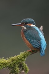 Kingfisher (Alcedo atthis), Emsland, Lower Saxony, Germany, Europe