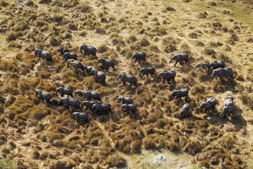 African Elephants (Loxodonta africana), breeding herd, roaming, aerial view, Okavango Delta,...