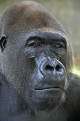 Obraz premium Western Lowland Gorilla (Gorilla gorilla gorilla), animal portrait, male, Silverback, captive, South-West Region, Cameroon, Africa