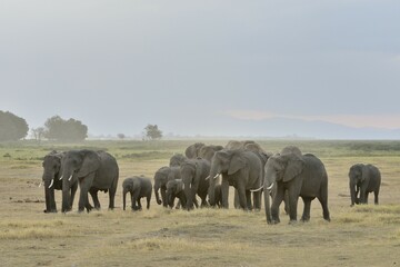 Fototapeta premium Herd of African Bush Elephants (Loxodonta africana), Amboseli National Park, Rift Valley Province, Kenya, Africa