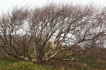 Downy Birch tree (Betula pubescens), Langeoog, East Frisia, Lower Saxony, Germany, Europe