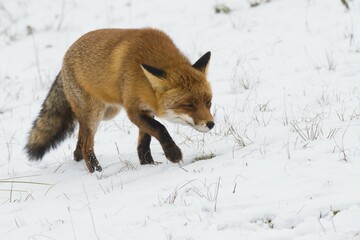 Red fox (Vulpes vulpes) runs in the snow, North Holland, Netherlands