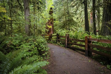 Fototapeta premium Cathedral Grove, Pacific Rim National Park, Vancouver Island, British Columbia, Canada, North America