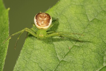 Green crab spider (Diaea dorsata) on leaf, lurking, Baden-Württemberg, Germany, Europe