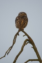 Little owl (Athene noctua) sits on a bare tree, Emsland, Lower Saxony, Germany, Europe
