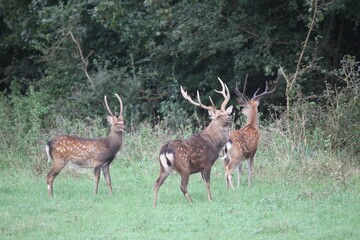 Sika Deer (Cervus nippon), Hungary, Europe