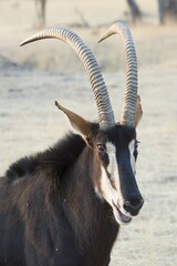 Sable antelope (Hippotragus niger), portrait, Okapuka Ranch, Windhoek district, Namibia, Africa