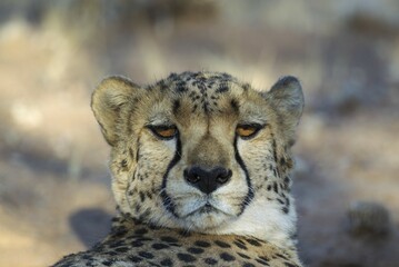 Cheetah (Acinonyx jubatus), resting male, animal portrait, captive, Namibia, Africa
