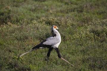 Secretarybird (Sagittarius serpentarius), Eastern Cape, South Africa, Africa