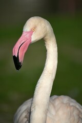 Fototapeta premium Greater flamingo (Phoenicopterus ruber roseus), animal potrait, captive, Germany, Europe